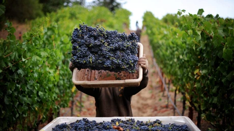 Ţările exotice în care ajunge vinul românesc