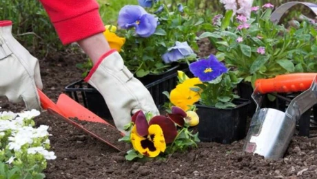 Adio, panseluţe! Primăria Capitalei a adoptat proiectul prin care pe spaţiile verzi vor fi sădite plante perene şi arbuşti