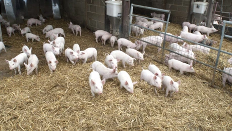 Crescătorii de porci vor beneficia de 2,3 milioane euro din sprijinul european acordat României
