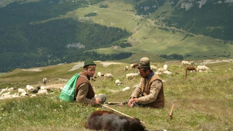 COPA-COGECA: Carnivorele mari nu mai sunt ameninţate, dar păstoritul este; Comisia Europeană trebuie să-şi reconsidere abordarea