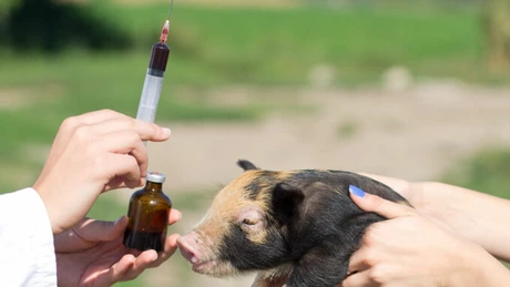 Parlamentul European vrea să limiteze utilizarea antibioticelor în crescătoriile de animale