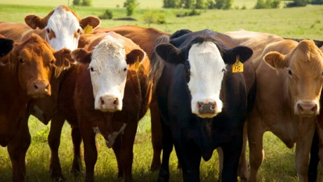 Irimescu: Plăţile pentru crescătorii de animale încep în 25 mai. Subvenţiile pot ajunge şi la 500 de euro pe cap de vacă
