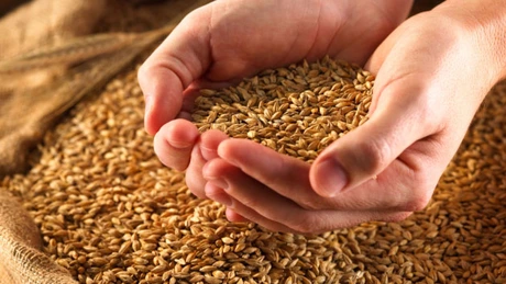Exporturile de cereale şi preparate pe bază de cereale au crescut cu 16,8% în primele 9 luni (INS)