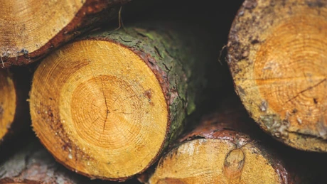 Preţul lemnului este în creştere. Romsilva a vândut prin licitaţie cu 43% peste preţul de pornire