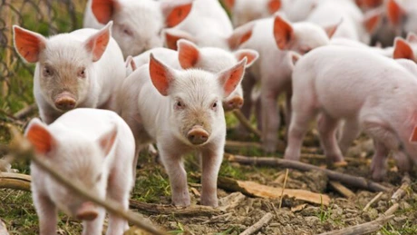 Micii crescători de porci ar putea primi un ajutor de 15.000 de euro pe an de la bugetul statului