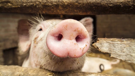 Alertă de pestă porcină în România: ANSVSA a început o acţiune amplă de control, după apariţia unor noi focare în ţările vecine