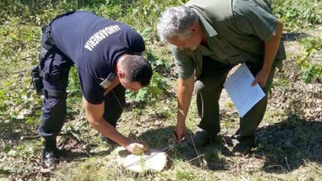 Ordonanţa de Urgenţă privind contravenţiile silvice introduce peste 100 de noi sancţiuni