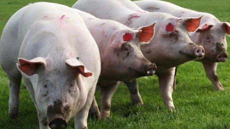 ANSVSA nu interzice creșterea porcilor în gospodării și nici reproducția