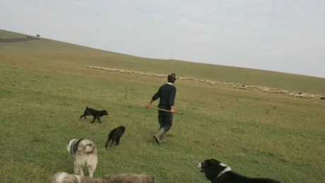 Interzicerea păşunatului animalelor în perioada 6 decembrie - 24 aprilie a fost suspendată prin OUG