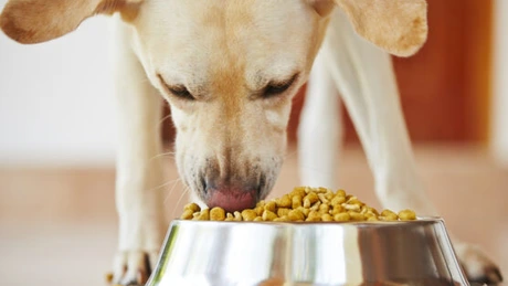 Românii cheltuie pâna la 300 de lei pe lună pentru hrana câinilor de companie