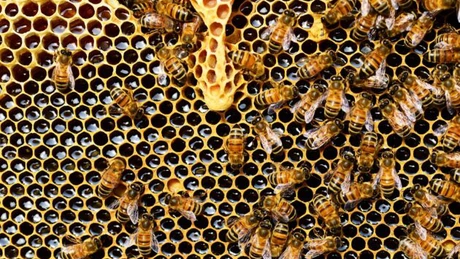 De Programul Național Apicol au beneficiat anul acesta 6.150 de apicultori și zece asociații de crescători de albine