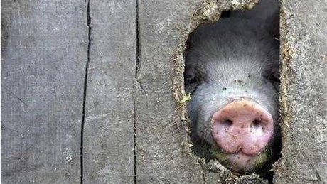 S-a prăbușit prețul cărnii de porc la poarta fermei. Avem cea mai ieftină carcasă din UE și cea mai mare scădere față de anul trecut