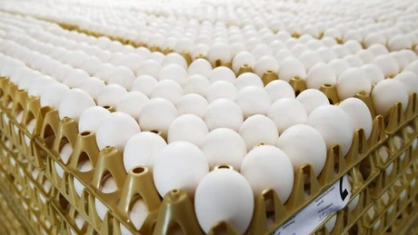 ANSVSA: 1.000 de kilograme de gălbenuş de ou lichid contaminat cu Fipronil, provenit din Germania, găsite în Timiş