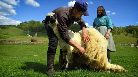 MADR: Peste 1.500 tone de lână colectate până în prezent. 1.110 tone, trimise la export
