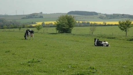 Daea: România are 4,8 milioane hectare de păşuni şi fâneţe, dar nu există ”încărcătura de animale” pe care o putem avea