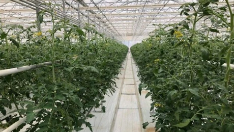 Un tânăr a investit 704.000 euro, într-o seră hidroponică. Ce cultivă în ea