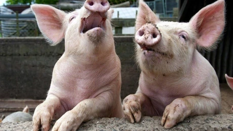 Brăila: suspiciune de pestă porcină africană în a doua fermă ca mărime din Europa
