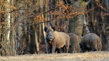 Guvernul în luptă cu pesta porcină: toţi mistreţii din Dobrogea şi Balta Ialomiţei vor fi măcelăriţi cu tot cu lupi, urşi, şacali şi vulturi