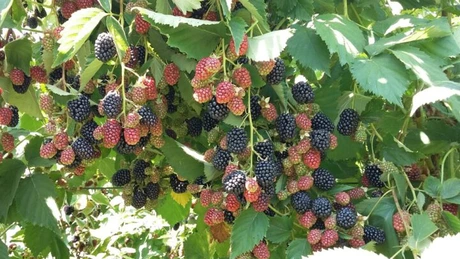 Un producător de mure nu are unde să își vândă marfa