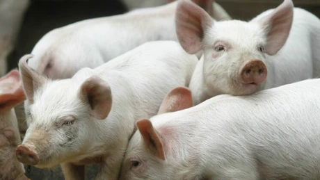Peste 410.000 de porci afectaţi de Pesta Porcină Africană (PPA) au fost eliminaţi. PPA evoluează în 23 de judeţe