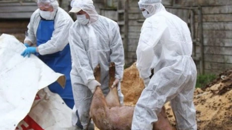 Daea: România primeşte 34,27 milioane de euro de la CE pentru rambursarea costurilor de combatere a pestei porcine africane