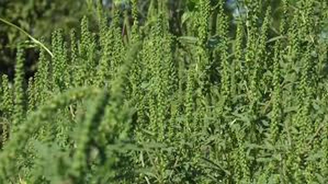 Proprietarii terenurilor, obligaţi să combată ambrozia până la data de 5 iunie, a fiecărui an