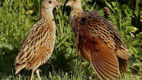 O specie rară de pasăre aduce un sprijin financiar anual de 1 milion de euro agricultorilor dintr-un judeţ al ţării