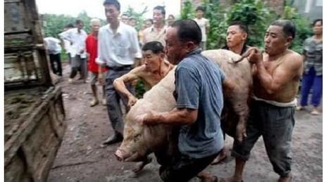 Rusia susţine că virusul pestei porcine africane ar fi putut să ajungă în China din Uniunea Europeană