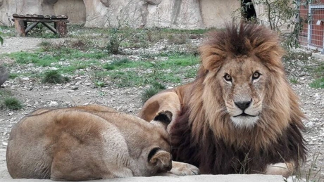 Safari în România. Vizitatorii Zoo Braşov vor putea călători cu autobuzul virtual în savana africană