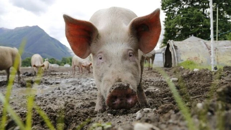 Producătorii români pot asigura doar 30% din necesarul de carne de porc pentru consumul intern - asociaţie