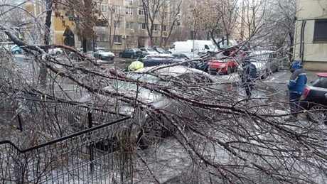 UNSAR: Proprietarii autovehiculelor avariate de copacii îngheţaţi şi căzuţi pot apela la asigurarea CASCO