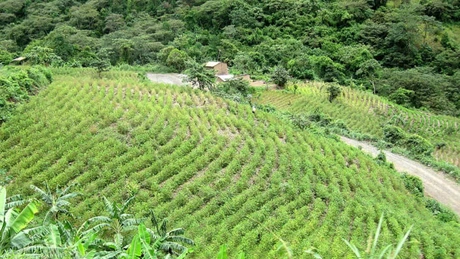 Producţia de cocaină a înregistrat un nou record la nivel mondial (raport ONU)