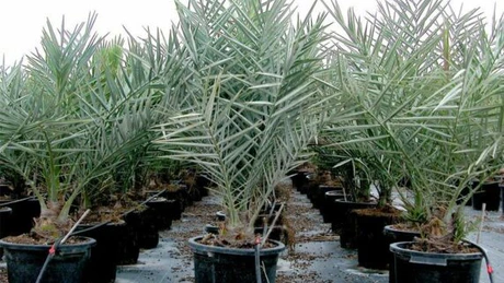 Curmalul chinezesc, unul din cele peste 20 de soiuri exotice aclimatizate de cercetătorii SCDCPN Dăbuleni