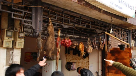 Organizația Mondială a Sănătății consideră că este cert că piața de animale vii din Wuhan a avut un rol în propagarea pandemiei