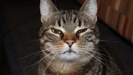 Aplicaţia care îţi traduce mieunatul pisicii tale