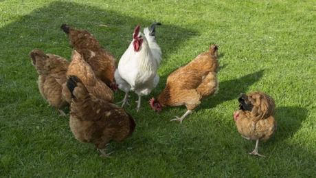 Cinci noi focare de gripă aviară au fost confirmate în Harghita și Mureș