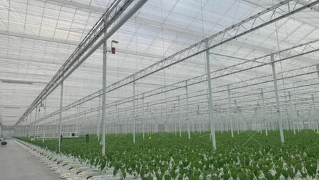 Ajutor de minimis de cel mult 4.000 de euro pentru cultivarea legumelor în spaţii protejate