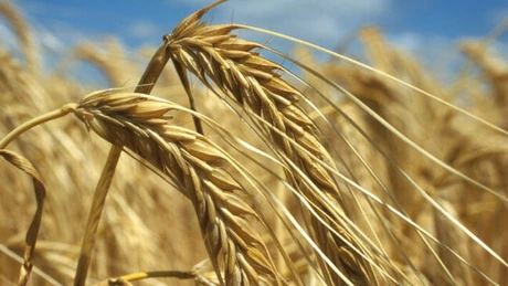 FAO: Prețurile mondiale la alimente își continuă scăderea și în luna iulie