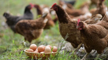 Microferma Ograda Verde își extinde livrările la nivel național