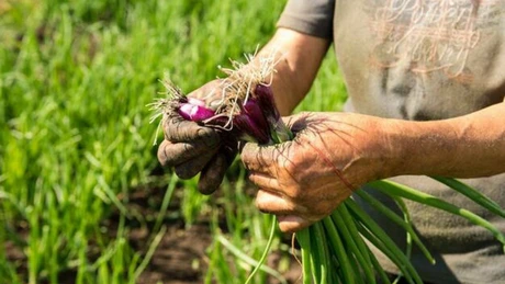FAO Moldova: Agroecologia, un sistem de alimentare durabilă care ar putea ar putea fi aplicat pe scară largă