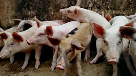 Comisia Europeană a aprobat o schemă de ajutor de 453 milioane lei pentru crescătorii de animale din România