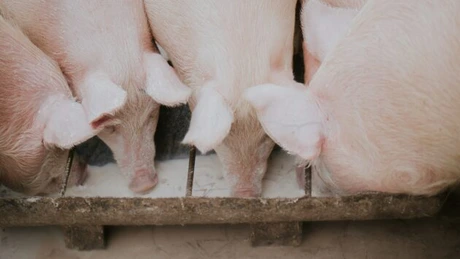Focar de pestă porcină africană în cea mai mare fermă din județul Sibiu, cu 20.000 de animale