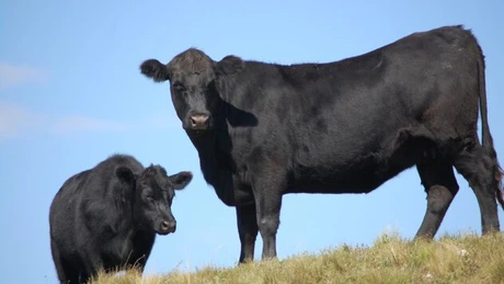 Argentina prelungește interdicția privind exporturile de carne de vită, pentru a putea controla prețurile interne