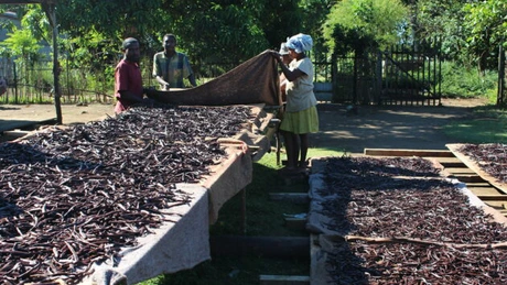 Prețul vaniliei la nivel global ar putea crește din cauza furtunilor puternice care au afectat Madagascarul
