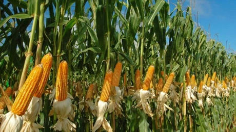 Ucraina limitează exporturile de cereale. Lumea ar putea rămâne fără 8 milioane de tone de grâu și peste 23 de milioane de tone de porumb