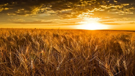 Ucraina se aşteaptă la o scădere semnificativă a recoltei de cereale în urma invaziei ruseşti