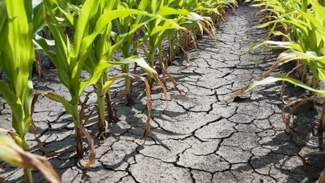 Aproximativ 6% din suprafața arabilă a țării este calamitată. Grâul și porumbul sunt culturile cele mai afectate