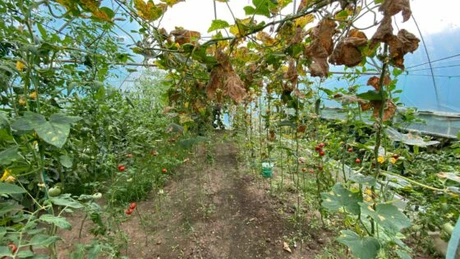 Legume și fructe cu certificate de producător false. Marfa provine, de fapt, din piețe de gros