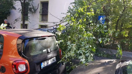 Primarul Sectorului 2 Radu Mihaiu (USR) îl acuză pe Nicușor Dan că refuză să dea autorizații de tăiere a copacilor uscați, care sunt un pericol pentru bucureșteni