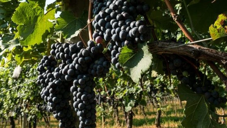 Viticultorii din Europa se așteaptă la o producție de vin de calitate și la un volum stabil, în ciuda secetei accentuate